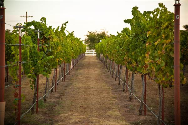 Ingel's Winery (2/26/2014 - Credits: Oklahoma Tourism - TravelOK)