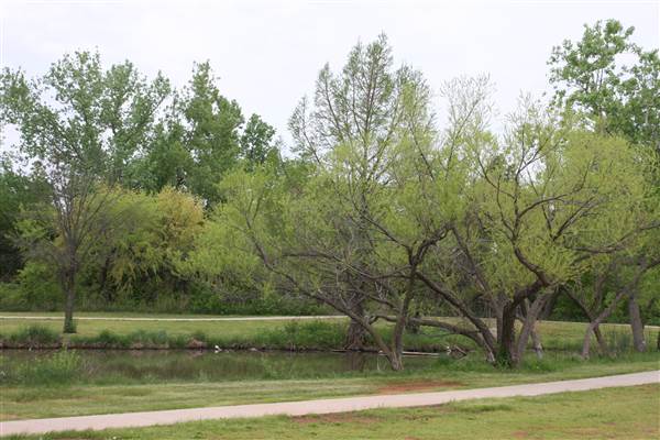 Dolese Youth Park (4/24/2015 - Credits: Yousef Kazemi)