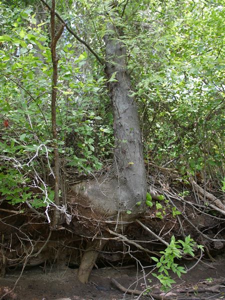 Stinchcomb Wildlife Refuge (7/31/2018 - Credits: Noah Janoe)