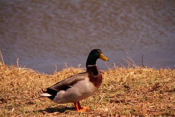 Lake El Reno (4/22/2021)