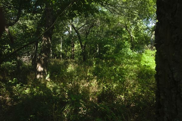 Rydell Ranch - field 1 - deciduous forest land and gentle rolling sandy farm land near a river bed (7/28/2021 - Credits: Jeffrey Rydell)