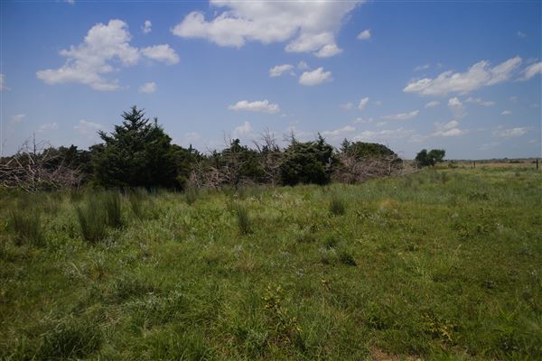 Rydell Ranch - field 6 Rolling farmland with deep canyons, large pond and  Covered in mostly in eastern red cedar and oak trees with native grasses. features slot canyons and waterfalls. (7/28/2021 - Credits: Jeffrey Rydell)