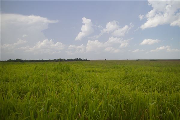 Rydell Ranch - field 8 - Clear cut rolling farmland with no trees and no fences and clear horizon (7/28/2021 - Credits: Jeffrey Rydell)