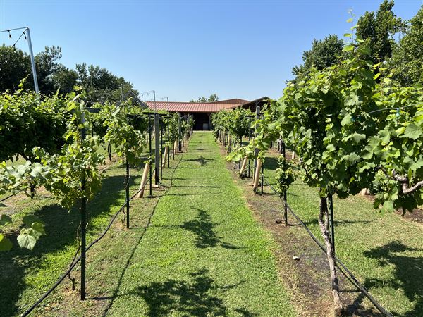 Nellis Vineyards (6/22/2022 - Credits: Yousef Kazemi / OFMO)