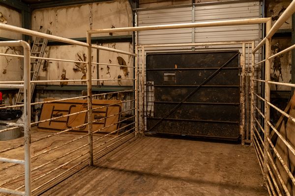 Collinsville Livestock Sales (6/18/2024 - Credits: submitted by: Sherry Campbell)
