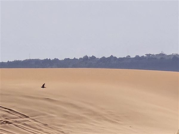 Little Sahara State Park (7/7/2025)