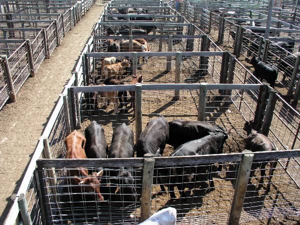 Oklahoma City Stockyards (2/9/2009)