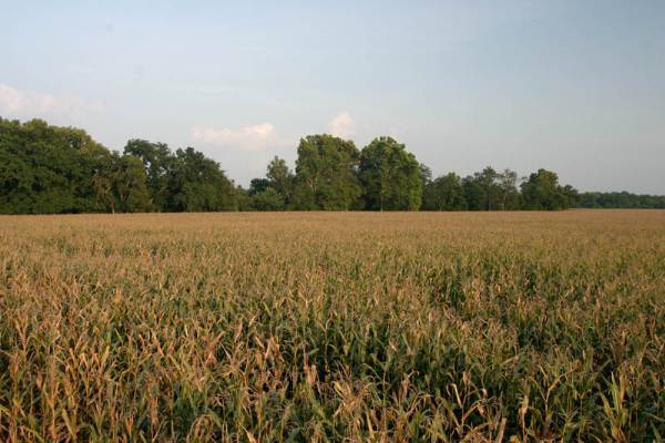 Pauls Valley Cornfields (2/9/2009)