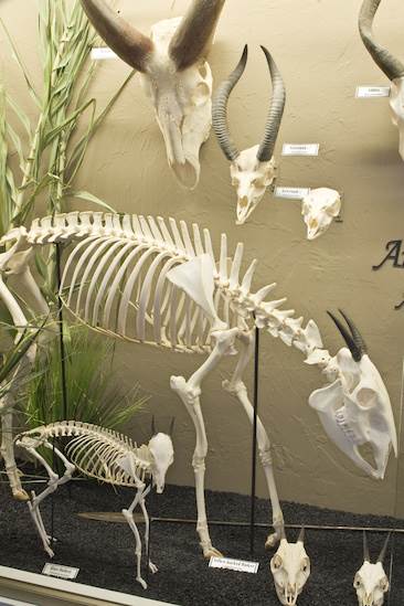 Museum of Osteology (4/22/2015 - Credits: Webdam)