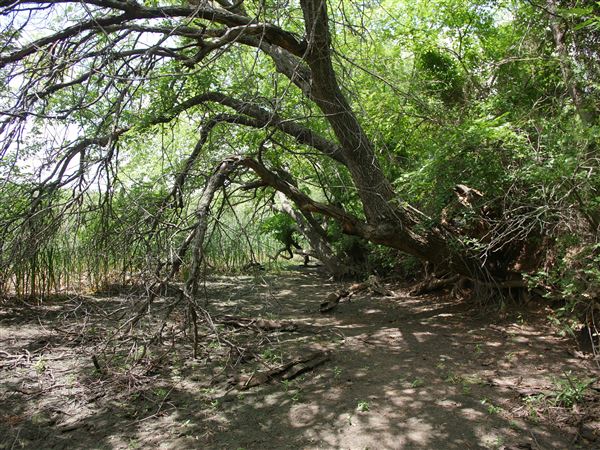 Stinchcomb Wildlife Refuge (7/31/2018 - Credits: Noah Janoe)