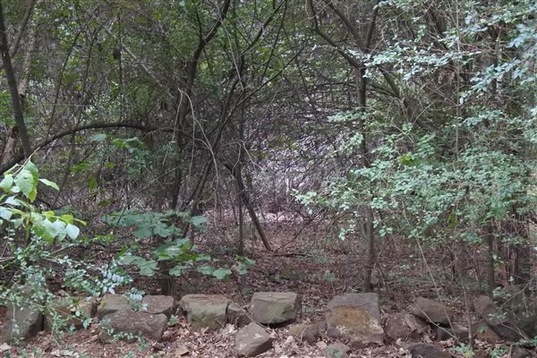 The Fairy Forest (10/10/2019 - Credits: Tyler Slawson)