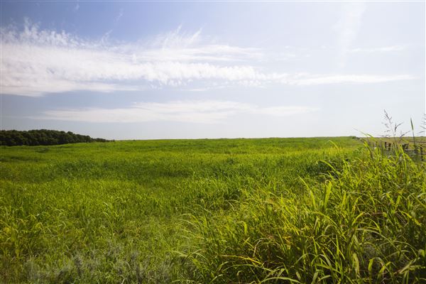 Rydell Ranch - field 1 - deciduous forest land and gentle rolling sandy farm land near a river bed (7/28/2021 - Credits: Jeffrey Rydell)