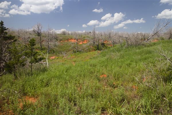 Rydell Ranch - field 6 Rolling farmland with deep canyons, large pond and  Covered in mostly in eastern red cedar and oak trees with native grasses. features slot canyons and waterfalls. (7/28/2021 - Credits: Jeffrey Rydell)