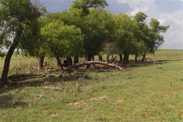 Rydell Ranch - field 7 - Clear cut rolling farmland with few trees. (7/28/2021 - Credits: Jeffrey Rydell)