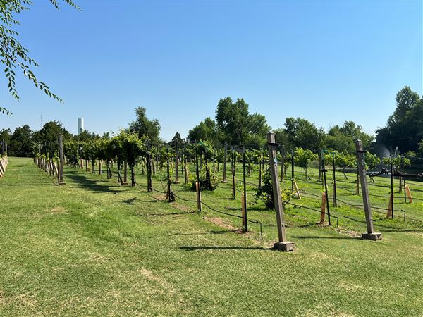 Nellis Vineyards (6/22/2022 - Credits: Yousef Kazemi / OFMO)
