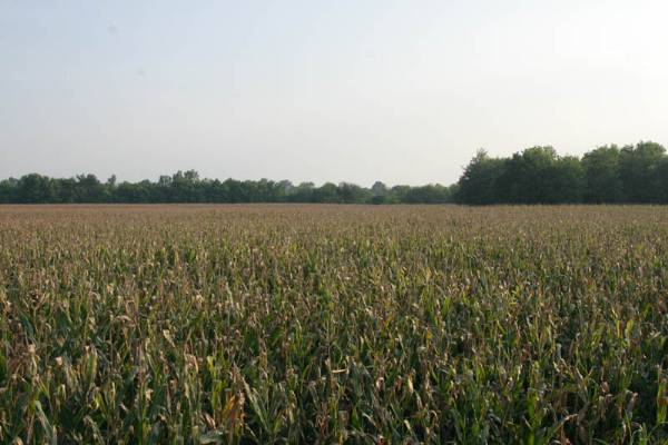 Pauls Valley Cornfields (2/9/2009)