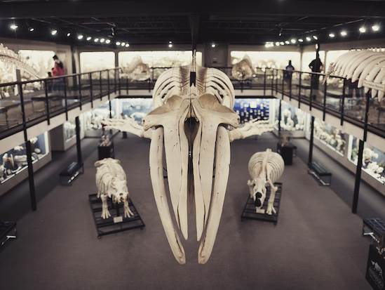 Museum of Osteology (4/22/2015 - Credits: Webdam)