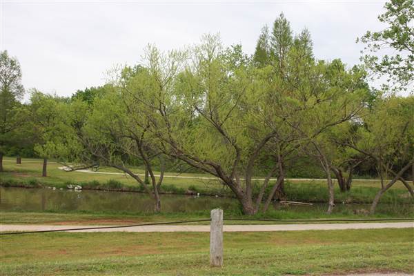 Dolese Youth Park (4/24/2015 - Credits: Yousef Kazemi)