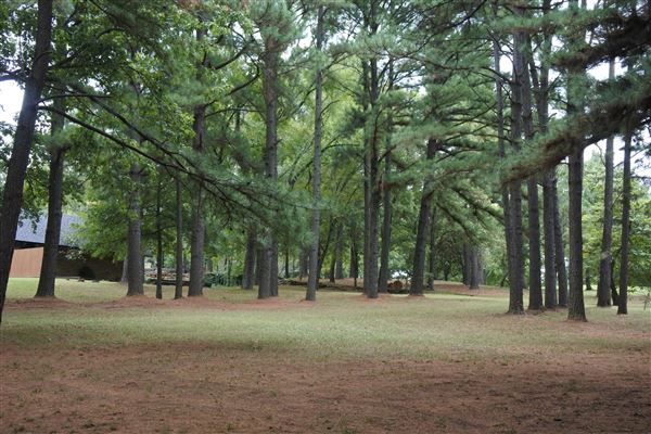 The Fairy Forest (10/10/2019 - Credits: Tyler Slawson)