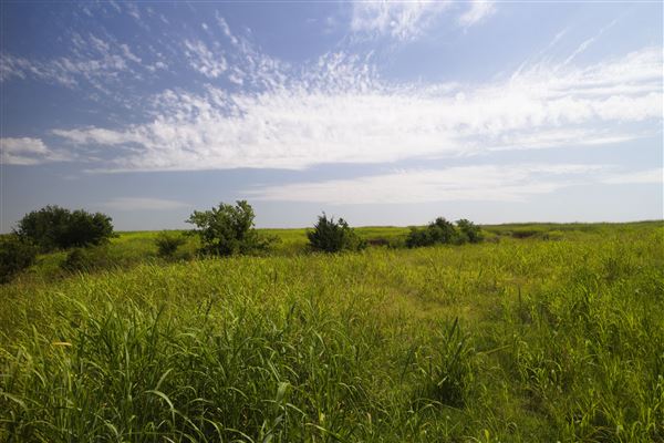 Rydell Ranch - field 1 - deciduous forest land and gentle rolling sandy farm land near a river bed (7/28/2021 - Credits: Jeffrey Rydell)