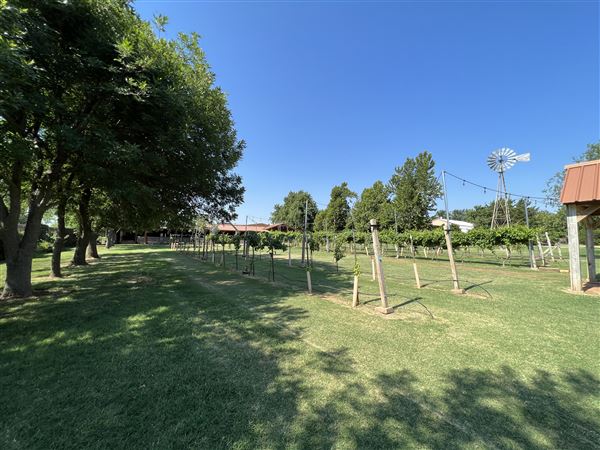 Nellis Vineyards (6/22/2022 - Credits: Yousef Kazemi / OFMO)